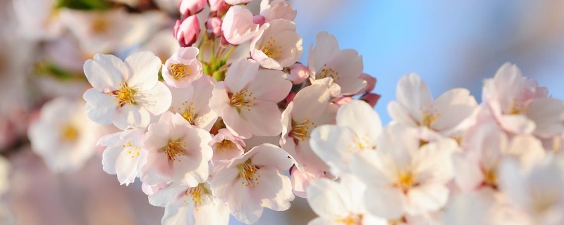日本樱花和昆明樱花的区别有哪些