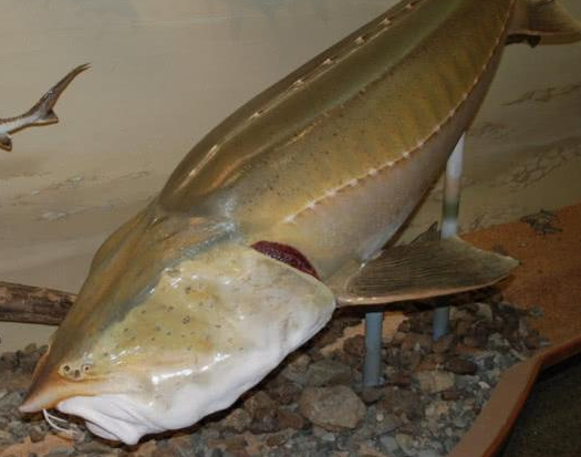 世界上最大的淡水鱼