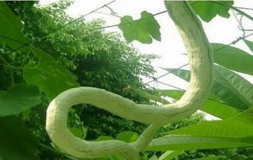 蛇豆种植时间和方法