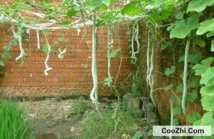 蛇豆种植时间和方法
