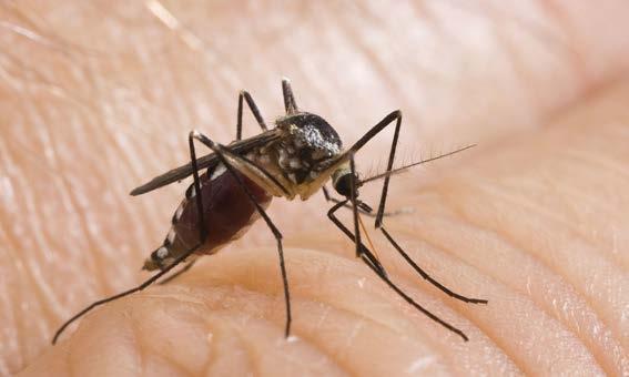 蚊子会不会传播病毒