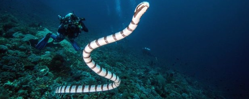 中国毒性最大的蛇主要有哪几种