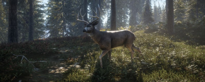 《猎人：荒野的呼唤》阿罗约的骡鹿怎么抓