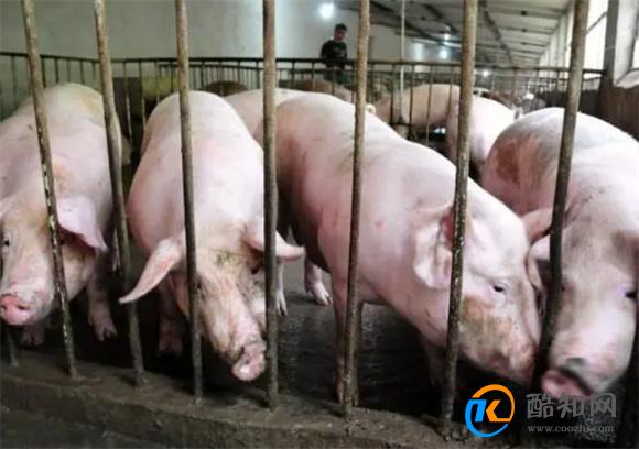 非洲猪瘟对肉价有影响吗