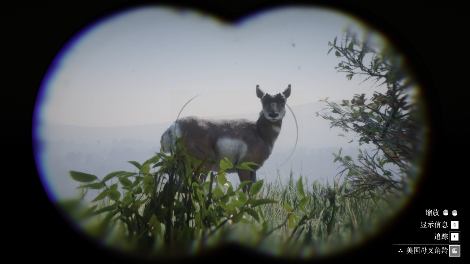 《荒野大镖客2》动物美国母叉角羚在哪里找
