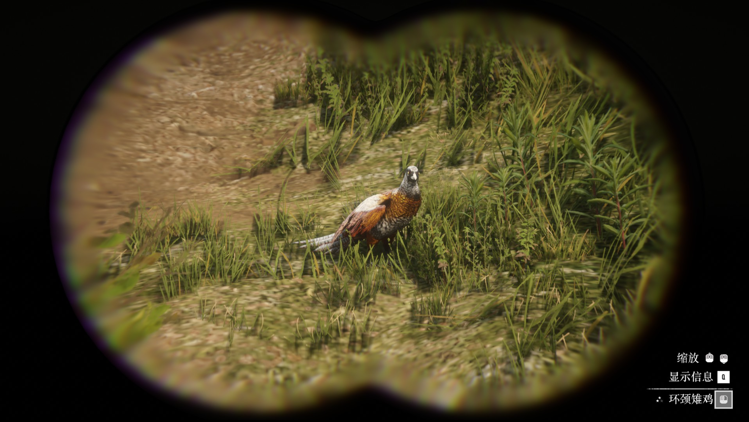 《荒野大镖客2》动物环颈雉鸡在哪里找
